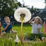 The Wishmaking Dandelion